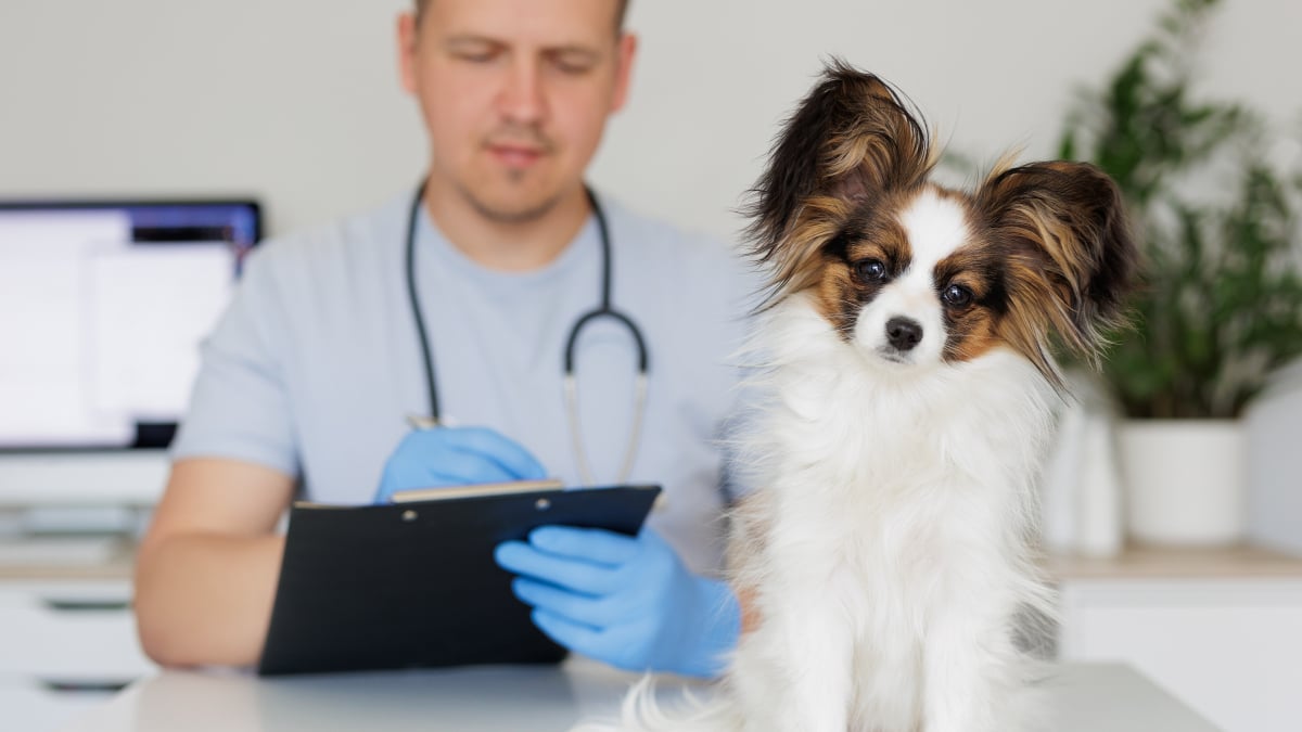 Illustration : "Animols, la plateforme qui vous aide à trouver la formule d’assurance santé idéale pour votre animal de compagnie"