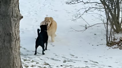 Illustration : Bien décidé à jouer avec son copain, ce Golden n’hésite pas à donner de la voix dans tout le quartier pour se faire comprendre (vidéo)