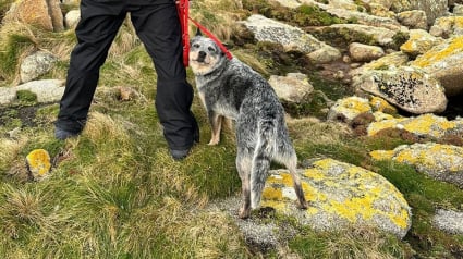 Illustration : Un chien achève brillamment sa mission de protection d'une espèce d'oiseau en danger 