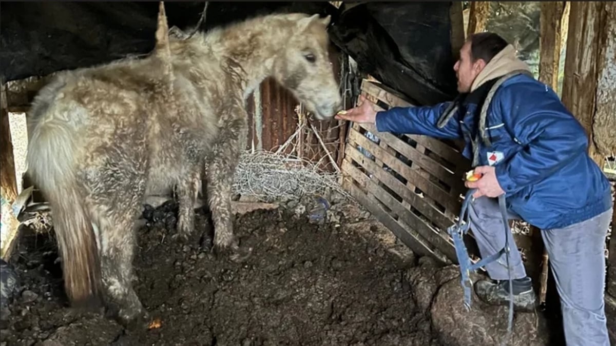 Illustration : "Une cinquantaine d’animaux saisis dans un état critique après le décès de leur propriétaire, l’association qui les a sauvés lance un appel aux dons"