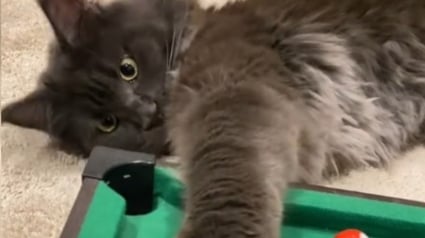 Illustration : Ce Maine Coon qui joue au billard n'a pas vraiment compris les règles mais attire l'attention avec ses pattes impressionnantes