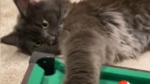 Illustration : "Ce Maine Coon qui joue au billard n'a pas vraiment compris les règles mais attire l'attention avec ses pattes impressionnantes"