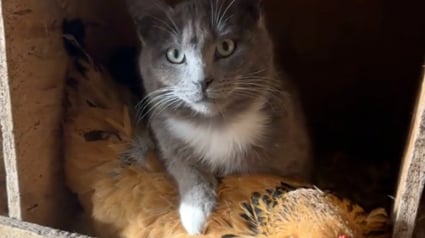 Illustration : Un chat est retrouvé par sa propriétaire alors qu’il a élu domicile dans le nid d’une poule pour se réchauffer (vidéo)