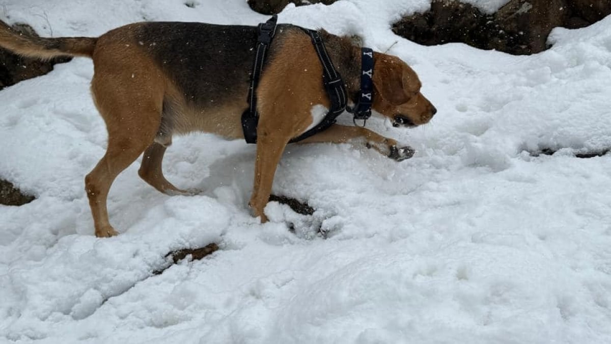 Illustration : "Un chien perdu dans les montagnes sous -11°C retrouvé grâce à une chance inouïe"