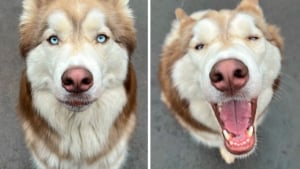 Illustration : "12 photos de chiens qui viennent de recevoir les plus beaux mots de la part de leur maître"