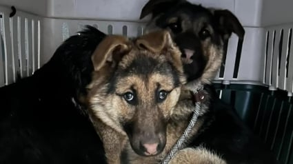 Illustration : Affamés et transis de froid, deux chiots sortent enfin de leur cachette sous une terrasse grâce à l'astuce de leurs sauveurs