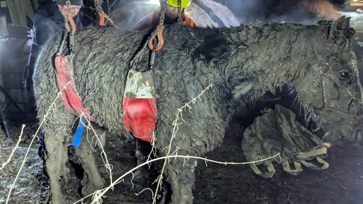 Illustration : "En pleine nuit, de nombreux bénévoles se battent pour sauver un cheval pris au piège d’un champ boueux"