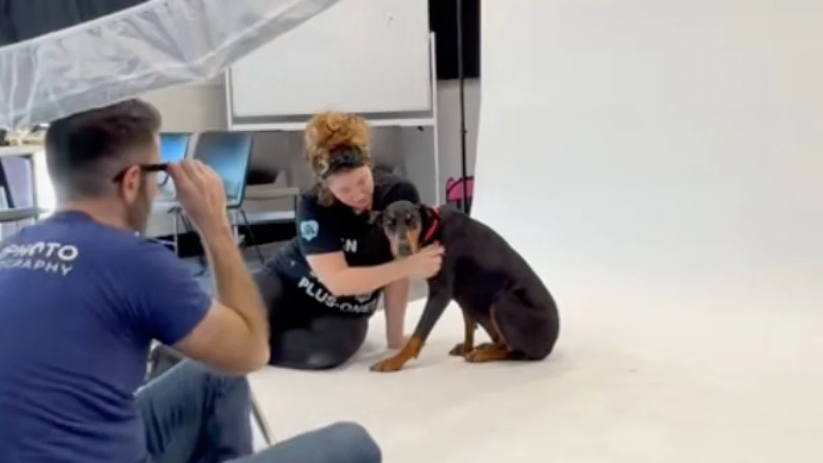 Illustration : "Lors d’un shooting photo, cette chienne dévoile une posture assise jamais vue auparavant (vidéo)"