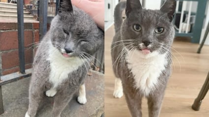 Illustration : Ce chat vivant à côté d’une église et n’appartenant à personne a le bonheur de goûter enfin au bonheur d’une vie en intérieur