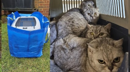 Illustration : La découverte de chats de race abandonnés dans un sac de toile déposé devant un refuge abasourdit les bénévoles