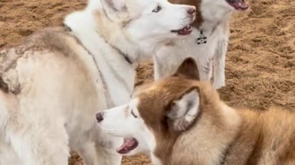 Illustration : Tentant de s’insérer dans un groupe de chiens, cet adorable Husky donne de la voix à sa façon (vidéo)