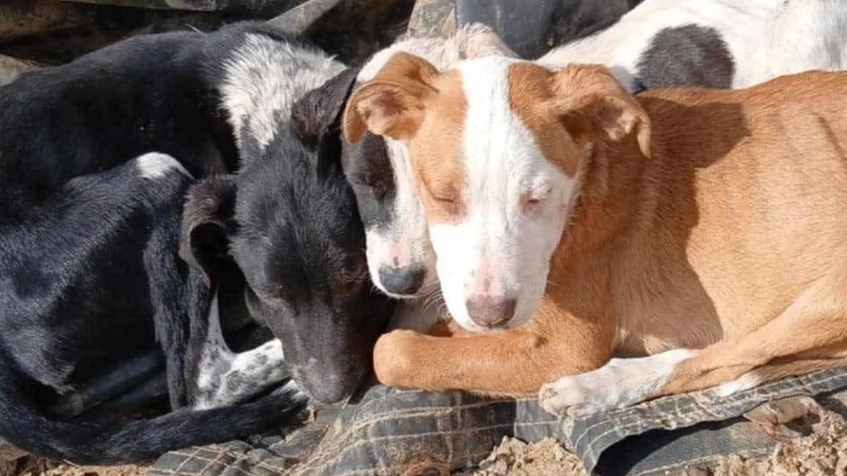 Illustration : "3 chiots vivant parmi les détritus et longtemps ignorés attirent l'attention d'un bon samaritain qui lance un SOS"