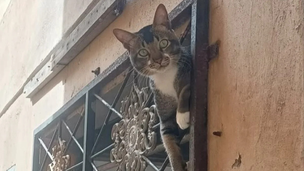 Illustration : "Un chat un peu trop curieux se retrouve en très mauvaise posture après avoir tenté de sortir "