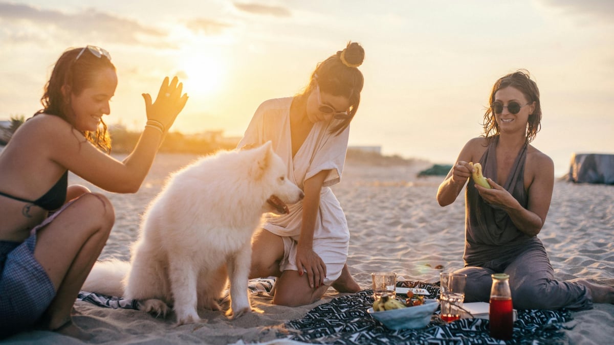 Illustration : "5 activités à partager avec son chien au printemps"