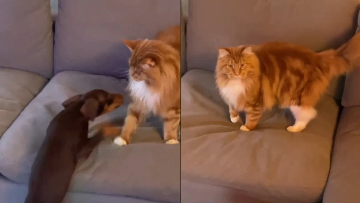 Illustration : "Un chat confus face à l'énergie débordante du nouveau chiot de la famille finit par se prêter au jeu (vidéo)"