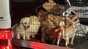 Illustration : 14 chiots entassés et abandonnés dans une cage découvrent que le bonheur est toujours possible 