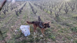 Illustration : "Une femme et sa fille aperçoivent un chien abandonné dans les vignes avec un sac et décident de lui venir en aide"