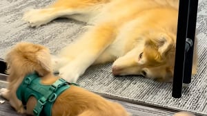 Illustration : "2 chiens séparés par une porte vitrée au bureau vivent une romance digne d'un film à l'eau de rose (vidéo)"