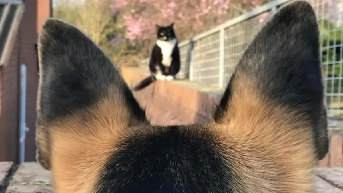 Illustration : "Ce chat est tellement à l’aise en présence des canidés qu’il sert désormais de formateur pour des futurs chiens guide !"