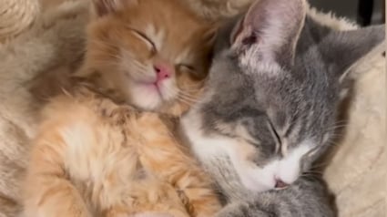 Illustration : La famille d'accueil d'un chaton malade et réconforté par sa nouvelle grande soeur décide de ne jamais le quitter (vidéo)