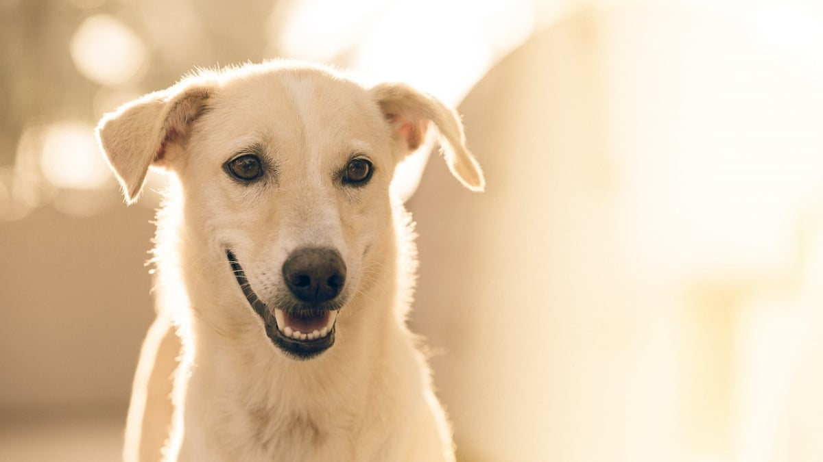 Illustration : "9 indices révélant la grande intelligence des chiens "