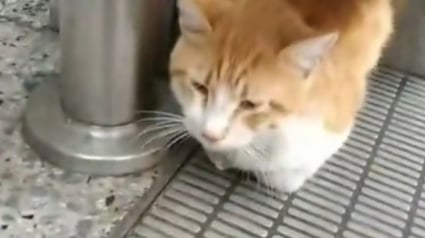 Illustration : Un chat terrifié par son abandon à l'aéroport se cache sous un escalator jusqu'à l'intervention d'une vétérinaire (vidéo)