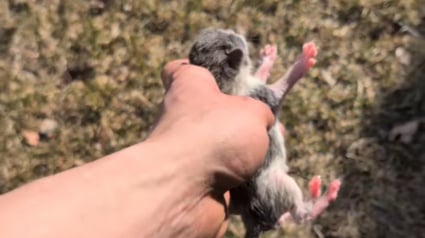 Illustration : Une maman chat s’éloigne, laissant derrière elle ses nouveau-nés, mais un bénévole tente l’impossible pour réunir la famille (vidéo)