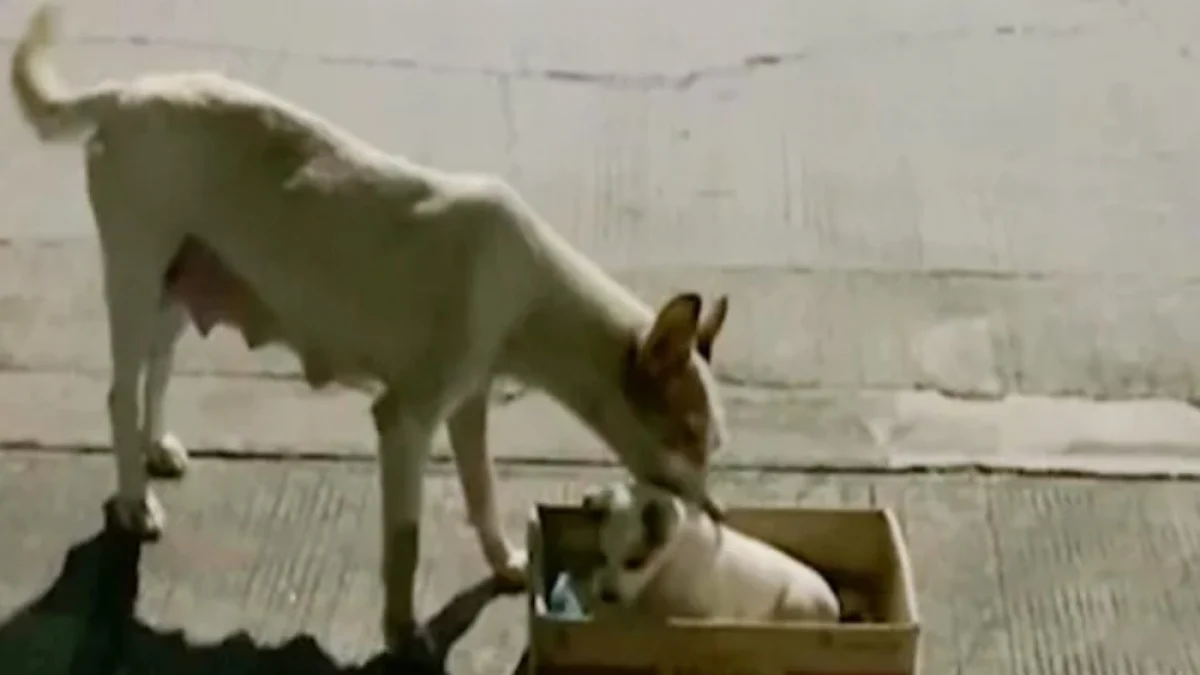 Illustration : "Angoissée par les humains, cette chienne brave sa peur pour sauver son chiot renversé par une voiture"