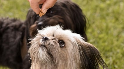 Illustration : Il se fait voler ses 2 chiens et reçoit une demande de rançon, la police lui redonne espoir en retrouvant leur trace à l'étranger