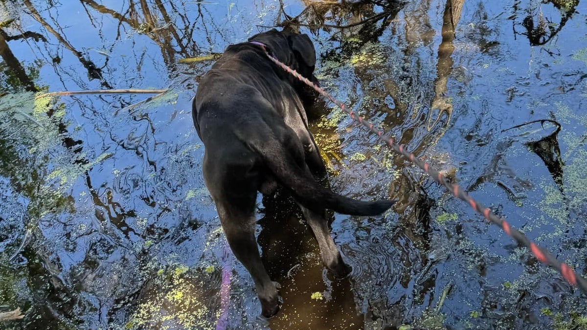 Illustration : "Un chien introuvable depuis une semaine et coincé au bord d'une rivière est repéré par des passants juste à temps"