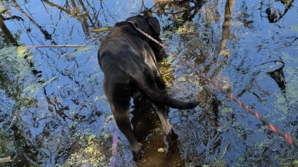 Illustration : Un chien introuvable depuis une semaine et coincé au bord d'une rivière est repéré par des passants juste à temps