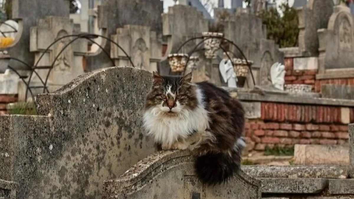 Illustration : "20 photos de chats qui ont décidé qu’un cimetière était le meilleur endroit pour flâner"