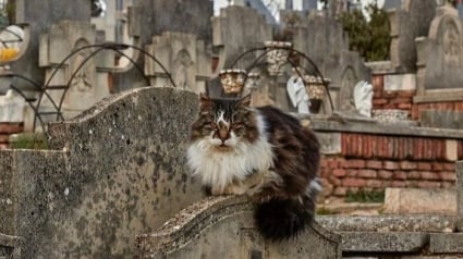 Illustration : 20 photos de chats qui ont décidé qu’un cimetière était le meilleur endroit pour flâner