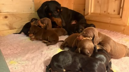 Illustration : À la surprise de tous, cette petite chienne taille donne naissance à un nombre incalculable de chiots (vidéo) 