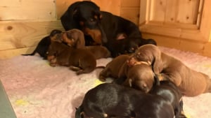 Illustration : "À la surprise de tous, cette petite chienne taille donne naissance à un nombre incalculable de chiots (vidéo) "