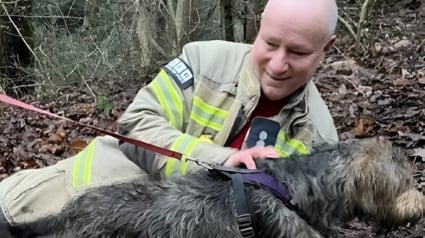 Illustration : Bloqué dans un tuyau d’évacuation, ce chien parvient à se libérer grâce à… l’odeur d’une saucisse