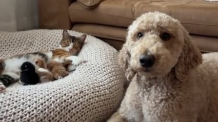 Illustration : Une chatte devenue maman est ravie de pouvoir compter sur son amie chienne qui veille tendrement sur elle et ses petits (vidéo)