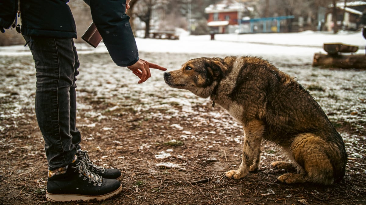 Illustration : "5 choses à éviter si vous ne voulez pas briser le cœur de votre chien"