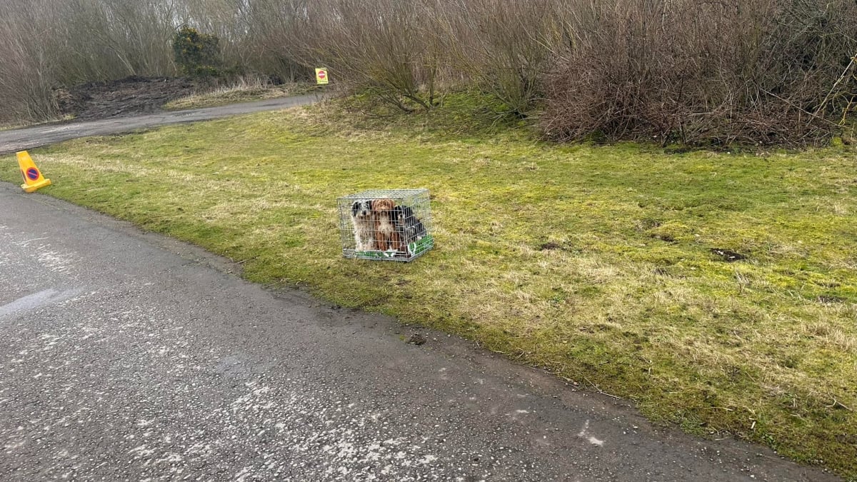 Illustration : "Une promeneuse découvre 3 chiens abandonnés dans une cage en pleine nature et le comportement du propriétaire suscite l'indignation"