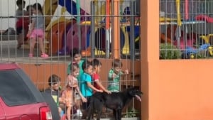 Illustration : "L'adorable rituel quotidien d'un chien errant qui s'arrête devant une école maternelle pour apprendre l'empathie aux enfants et recevoir leurs caresses (vidéo)"