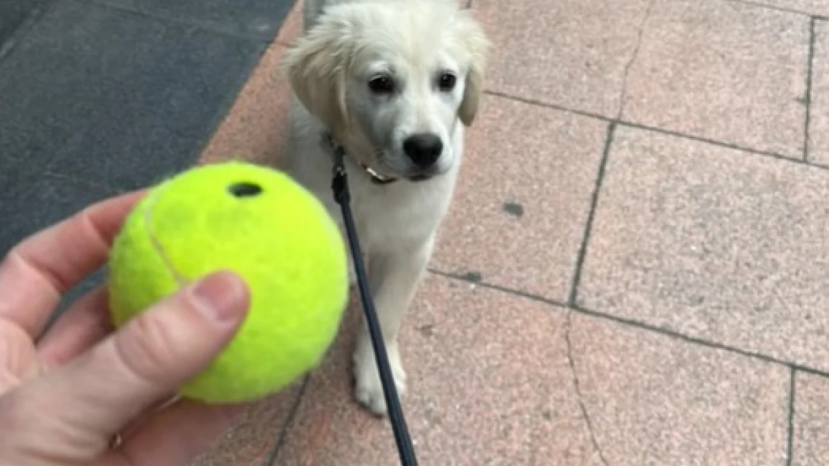 Illustration : "Un chiot réalise le rêve de nombreux chiens après avoir croisé un livreur de balles de tennis (vidéo) "