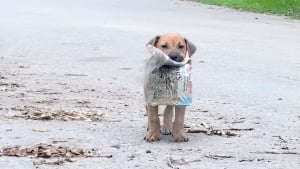 Illustration : "Gravement malade et livré à lui-même, cet adorable chiot a proposé un cadeau en échange de son sauvetage (vidéo)"