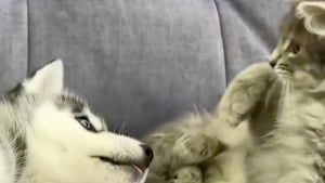 Illustration : "La rencontre pleine de tendresse entre un chiot Husky et un chaton laisse présager une belle complicité (vidéo)"