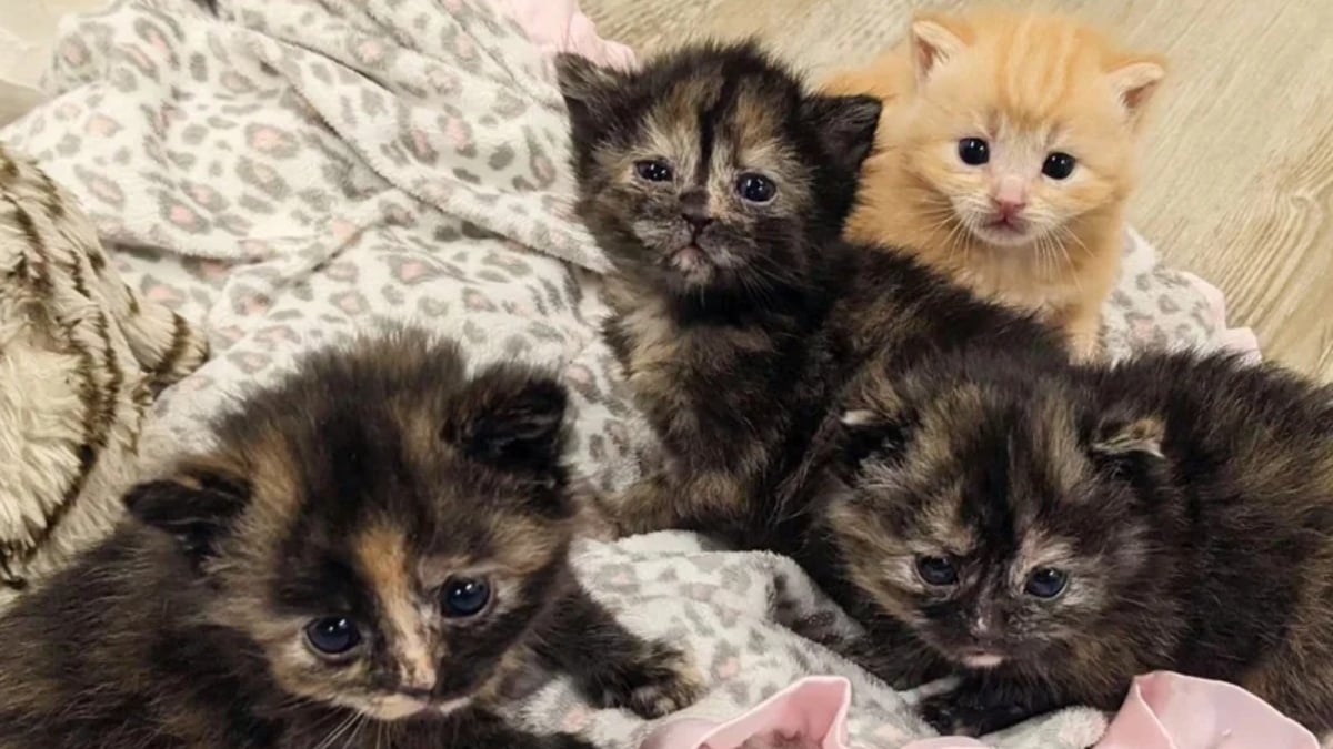 Illustration : "4 chatons nés dans un garage et aussitôt abandonnés par leur mère surmontent ce mauvais départ grâce au renfort d'autres animaux attentionnés"