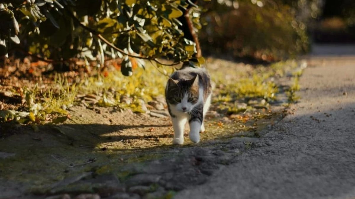 Illustration : "Recherché pendant 2 longs mois, ce chat est finalement retrouvé à plus de 1 200 kilomètres de son lieu de disparition"