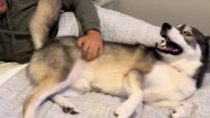 Illustration : "Ce magnifique Husky ignore totalement les appels de son maître, mais se précipite dès qu'il entend le générique de son dessin animé préféré (vidéo)"