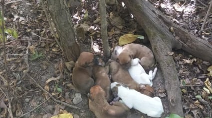 Illustration : Épuisée et affamée, cette chienne a protégé ses 10 chiots nouveaux-nés en pleine forêt avant d'être sauvés par des promeneurs