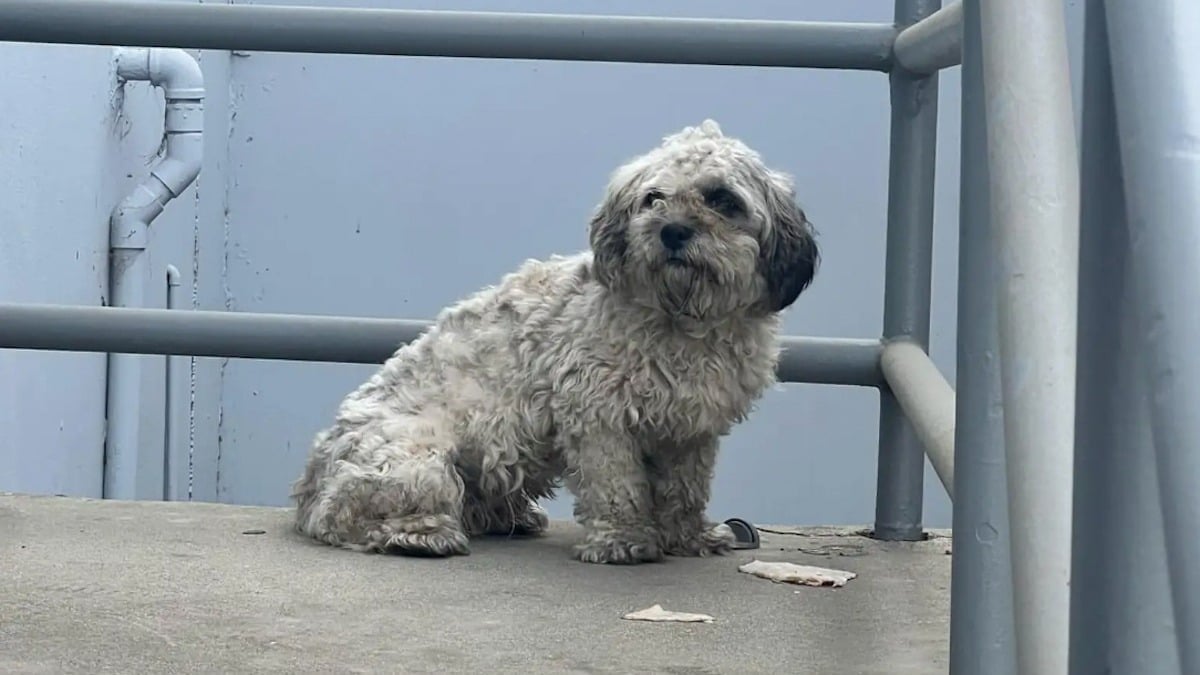 Illustration : "Trouvée attachée en plein soleil, cette adorable chienne a attendu toute une journée pour être sauvée in extremis"