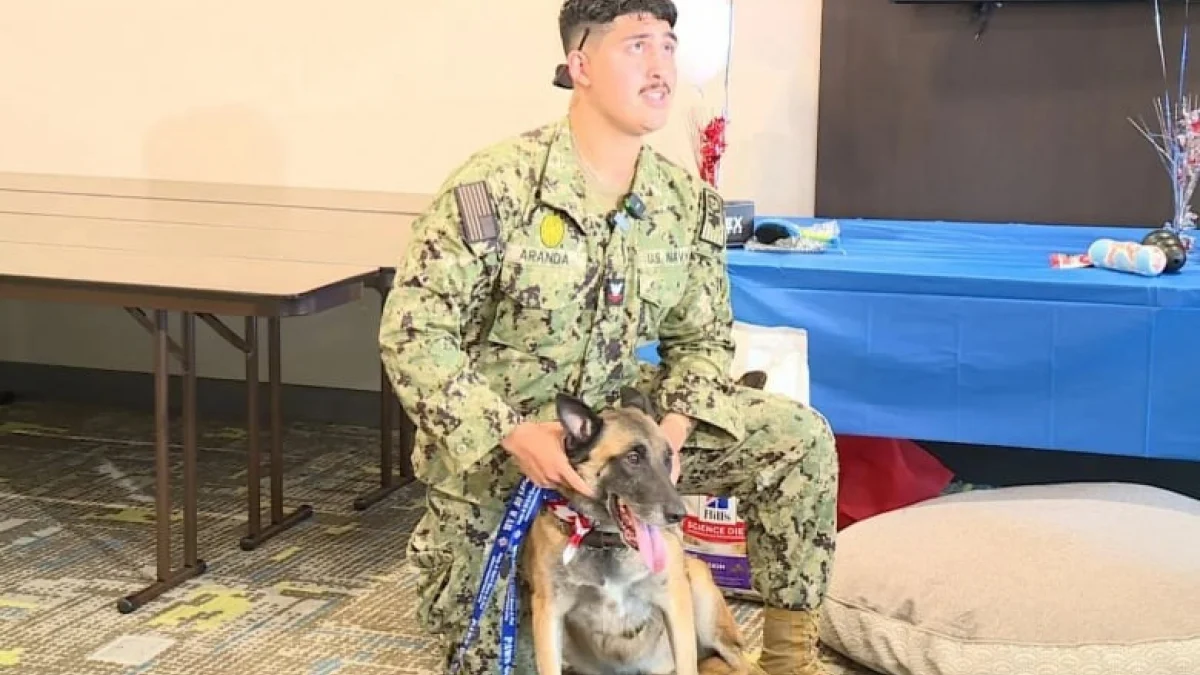 Illustration : "Réformé de l’armée suite à une blessure, cet ancien chien militaire retrouve son ancien maître-chien après un an et demi de séparation"