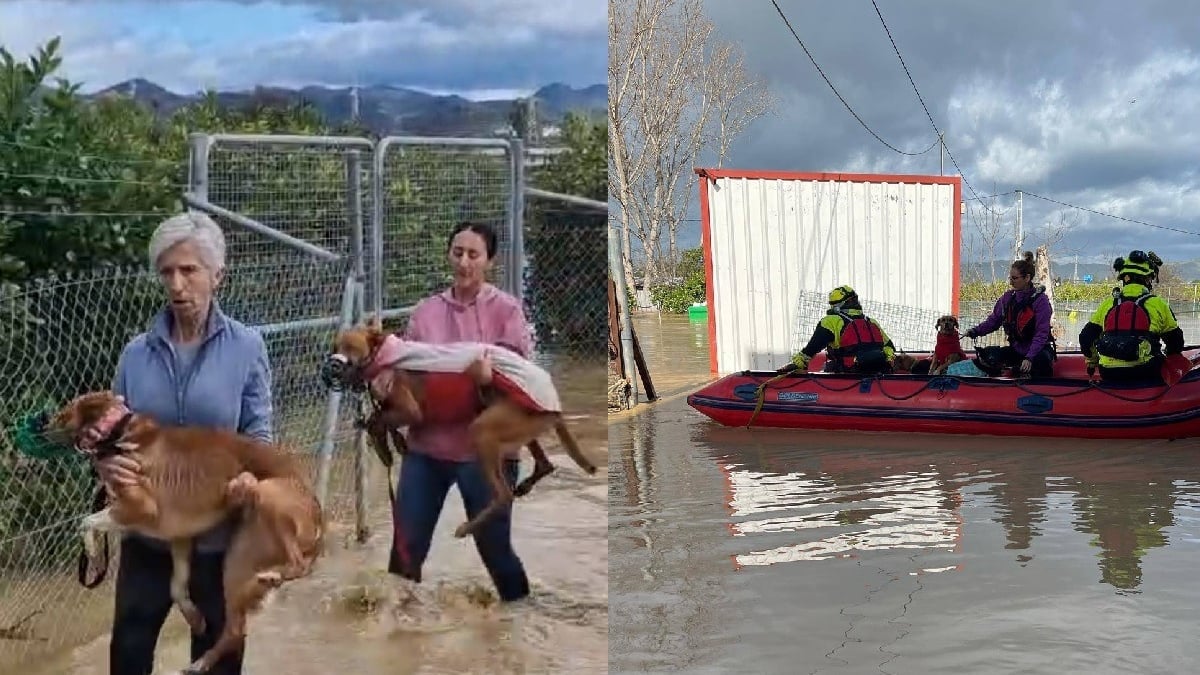 Illustration : "L’eau monte dangereusement, bénévoles et pompiers s'engagent dans une course contre la montre pour évacuer 16 chiens piégés dans un refuge inondé"